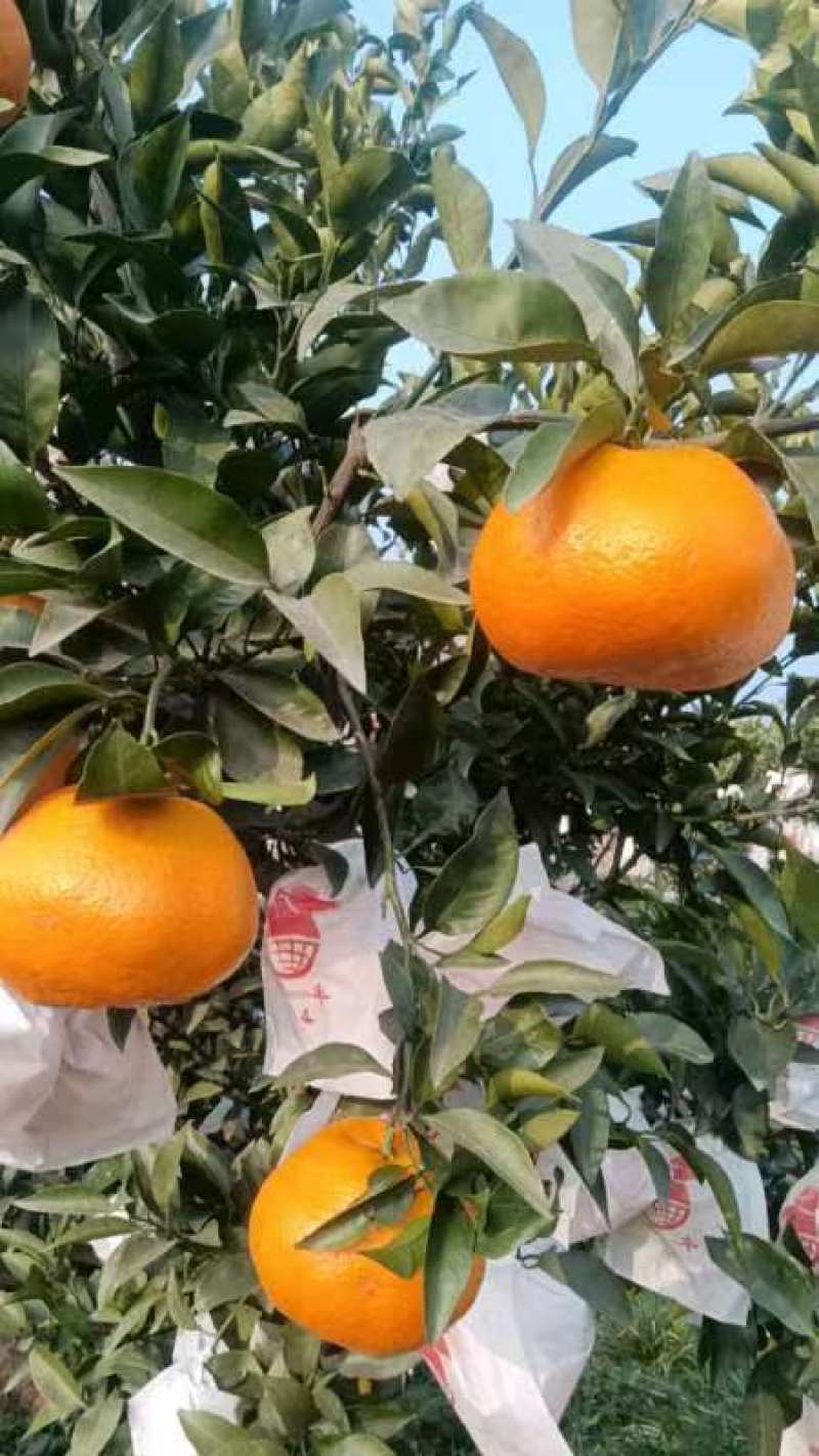 精品春见耙耙柑一手货源量大从优质量保证欢迎咨询