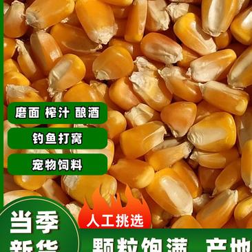 农家优质干玉米粒，全国发货，大量供应现货，诚信经营合作