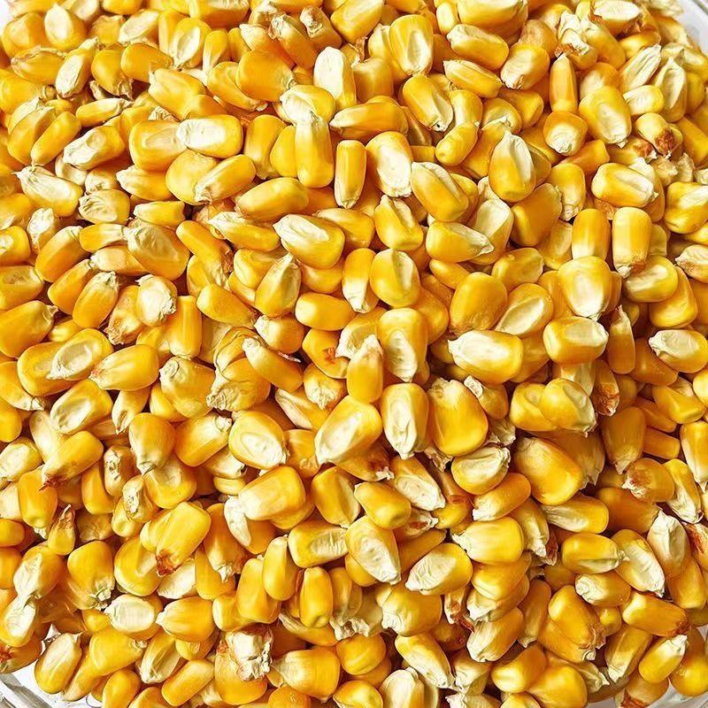 农家优质干玉米粒，全国发货，大量供应现货，诚信经营合作