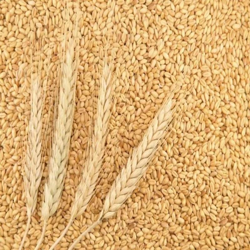 河南小麦大量供应品质保障精品货支持发车欢迎合作