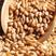 河南小麦大量供应品质保障精品货支持发车欢迎合作