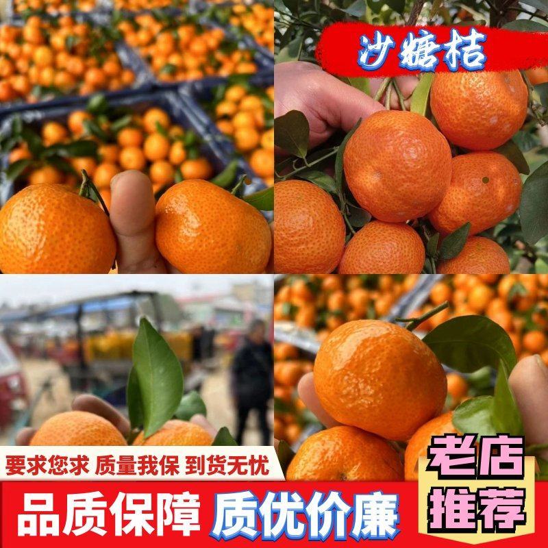 广西沙糖桔，皮薄汁多，纯甜化渣，对接全国