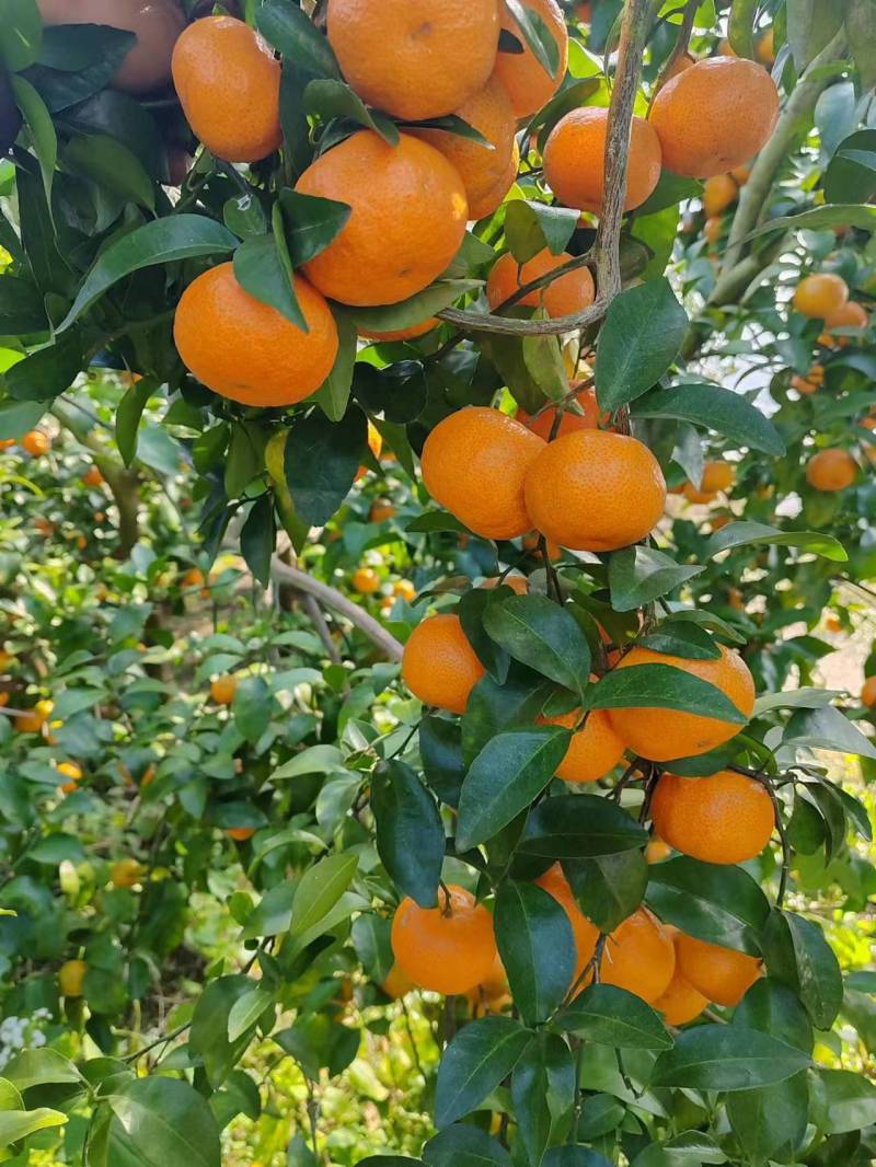 广西沙糖桔，皮薄汁多，纯甜化渣，对接全国
