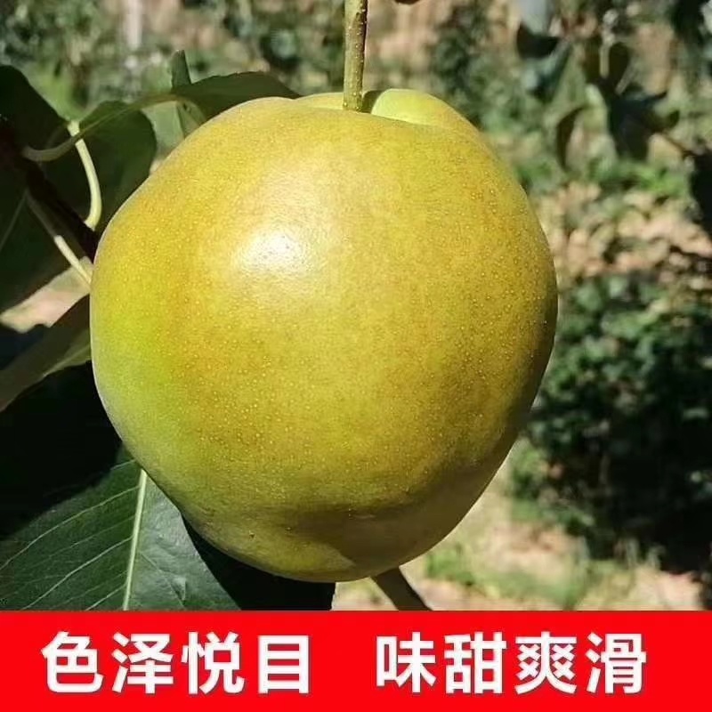 玉露香梨