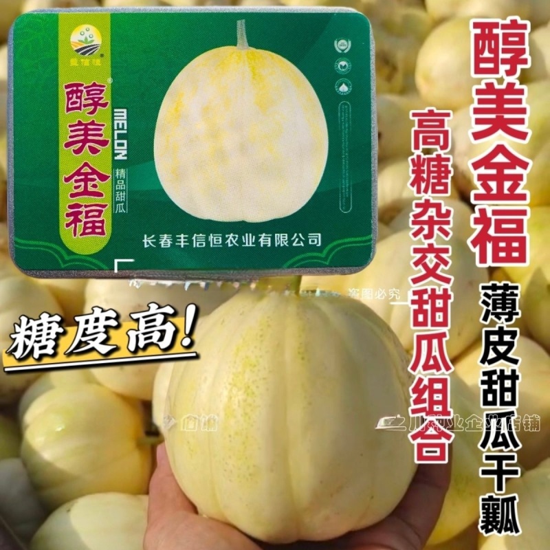 醇美金福甜瓜种子薄皮高糖黄白皮甜瓜种籽干瓤香甜早熟抗病甜
