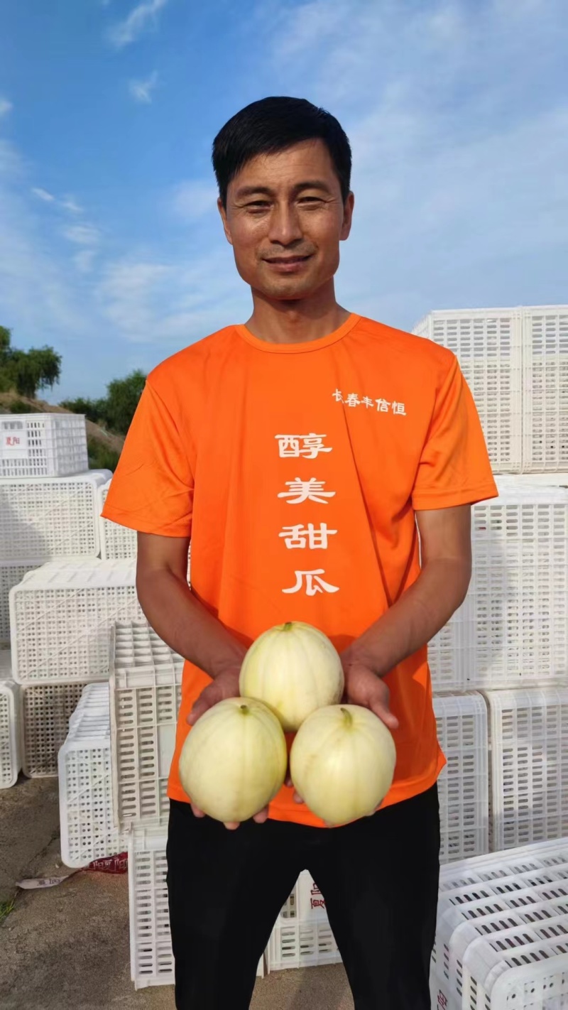醇美金福甜瓜种子薄皮高糖黄白皮甜瓜种籽干瓤香甜早熟抗病甜