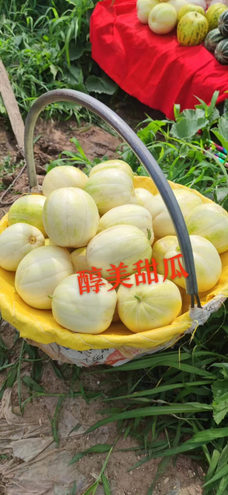 醇美金福甜瓜种子薄皮高糖黄白皮甜瓜种籽干瓤香甜早熟抗病甜