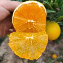 九月红脐橙现大量上市产地直发货源充足品质