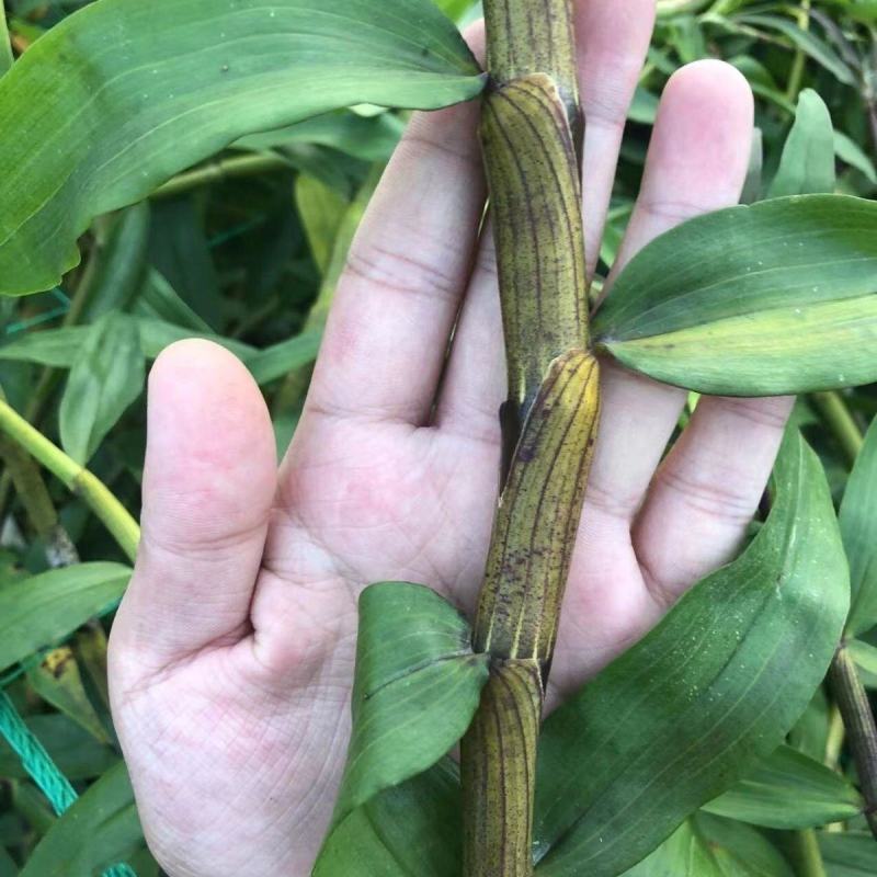 【批发价】云南紫皮石斛鲜条新鲜石斛煲汤药材石斛现摘现发