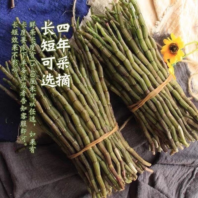 【批发价】云南紫皮石斛鲜条新鲜石斛煲汤药材石斛现摘现发