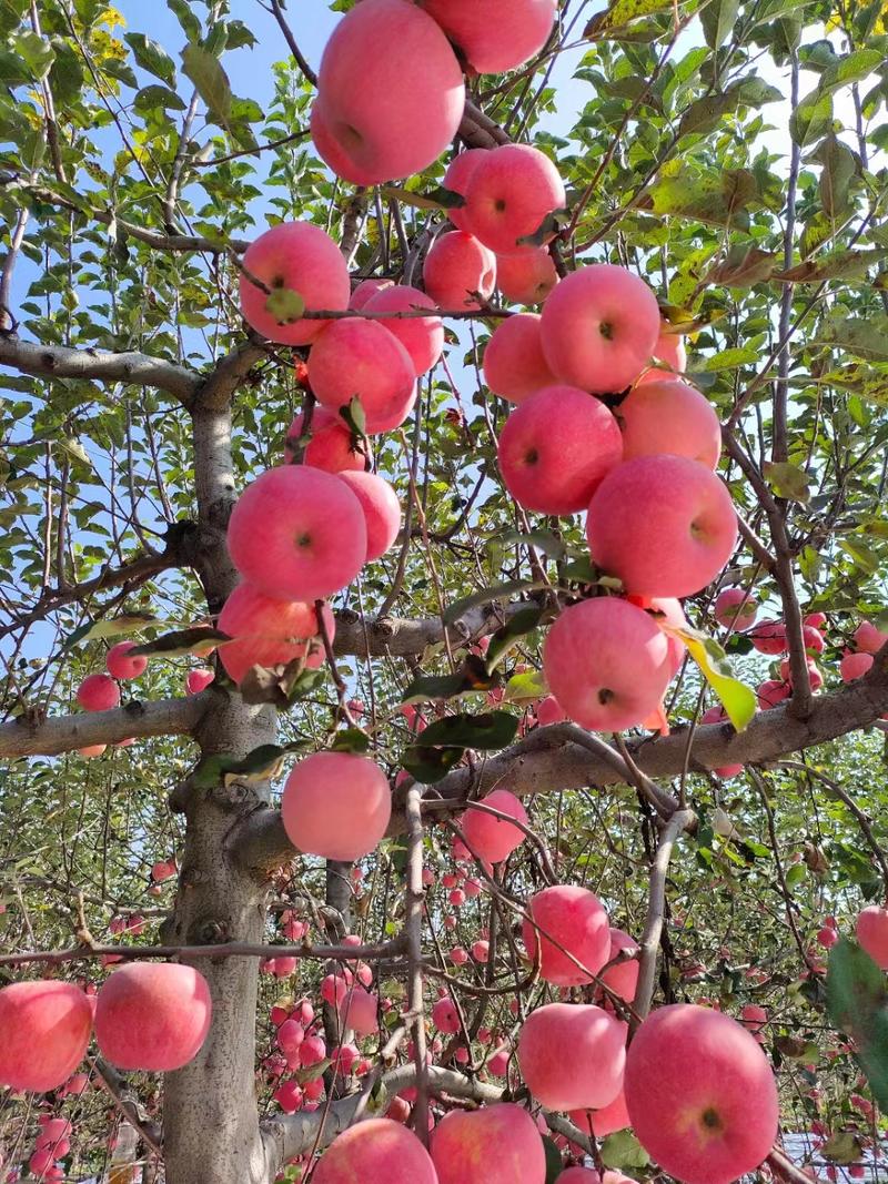山西红富士苹果个大脆甜对接全国市场欢迎咨询