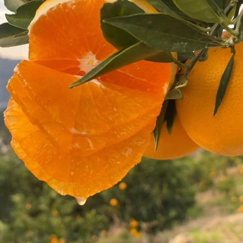 九月红脐橙现大量上市产地直发货源充足品质保障
