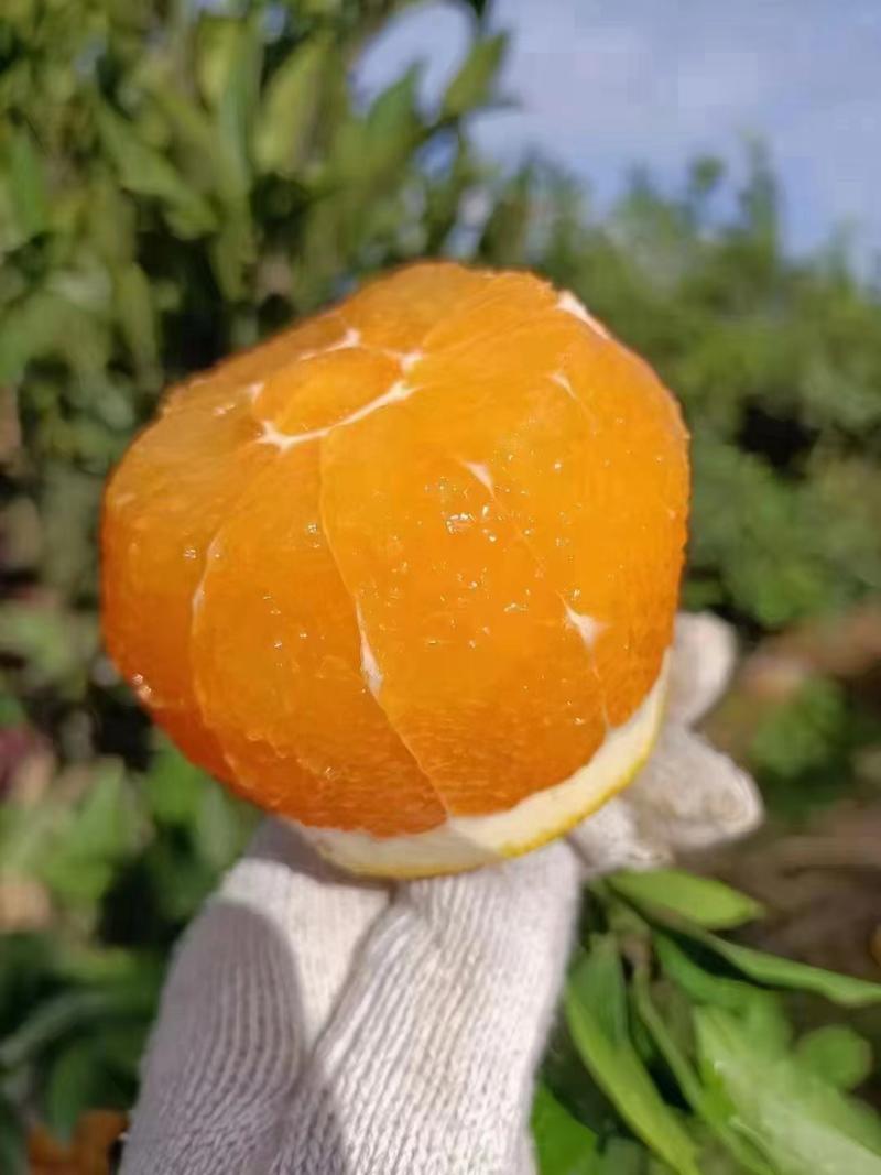 九月红脐橙现大量上市产地直发货源充足品质保障