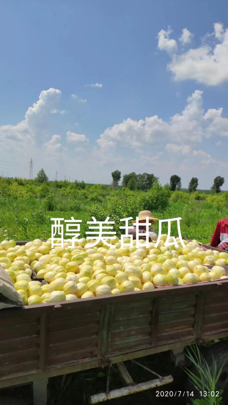醇美金福甜瓜种子薄皮高糖黄白皮甜瓜种籽干瓤香甜早熟抗病甜