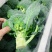 【西兰花】福建西兰花耐寒优秀西兰花大量上市货源稳定