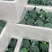 【西兰花】福建西兰花耐寒优秀西兰花大量上市货源稳定