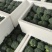 【西兰花】福建西兰花耐寒优秀西兰花大量上市货源稳定