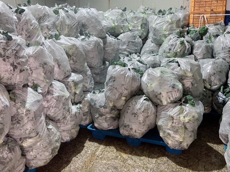 【西兰花】福建西兰花耐寒优秀西兰花大量上市货源稳定