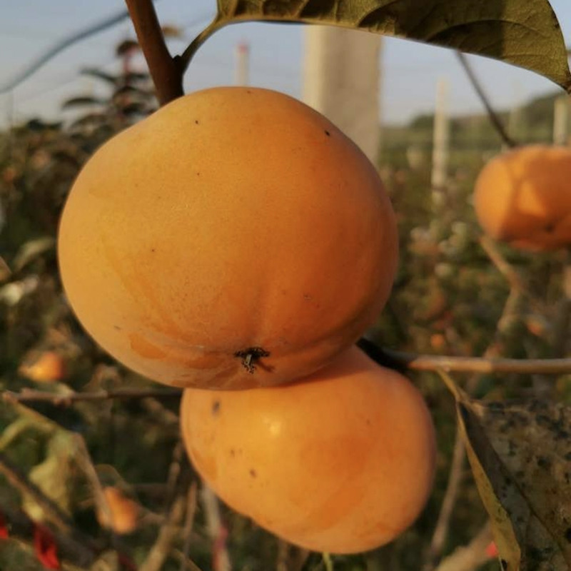 柿子树苗，阳丰脆甜柿子树苗基地直发实地考察签约合同包技术