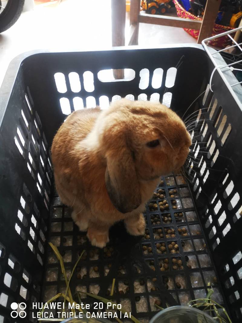 垂耳兔