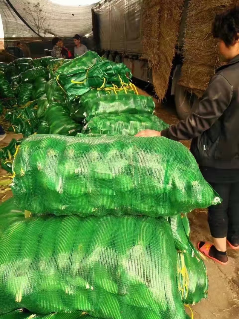 厂家批发各种颜色装玉米蔬菜水果西瓜大蒜土豆网眼袋