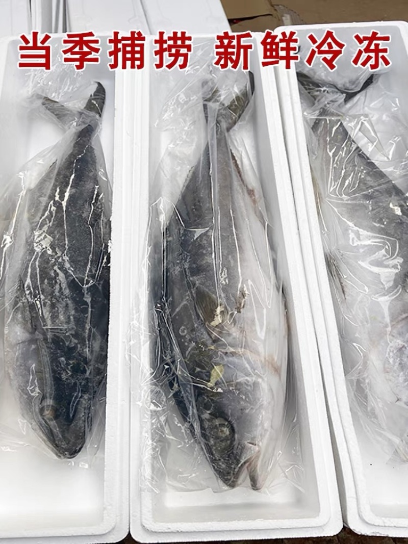 海鱼黄金鲅鱼大鲅鱼对接个大电商社区团购一件代发零售批发