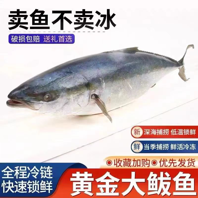 海鱼黄金鲅鱼大鲅鱼对接个大电商社区团购一件代发零售批发