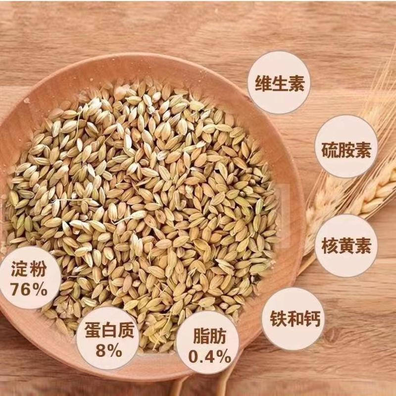 优质稻谷水稻，颗粒饱满可持续供应产地直发货源充足