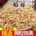 优质稻谷水稻，颗粒饱满可持续供应产地直发货源充足
