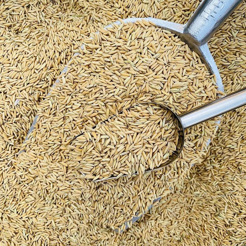 优质稻谷水稻，颗粒饱满可持续供应产地直发货源充足