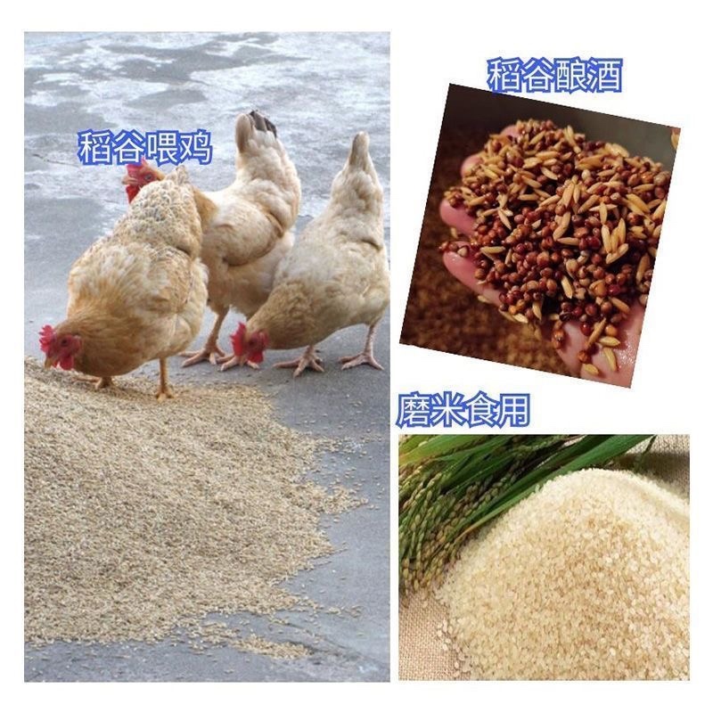 优质稻谷水稻，颗粒饱满可持续供应产地直发货源充足