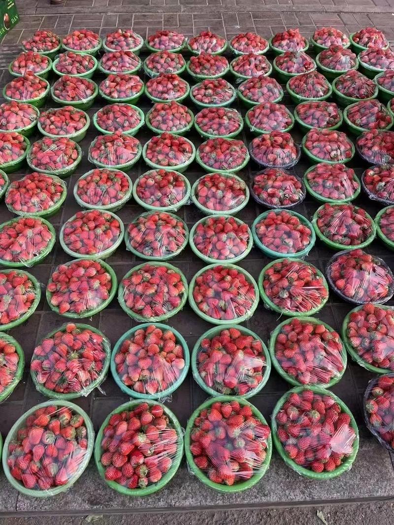 《四川草莓》红颜草莓巧克力草莓味道巴适价格便宜