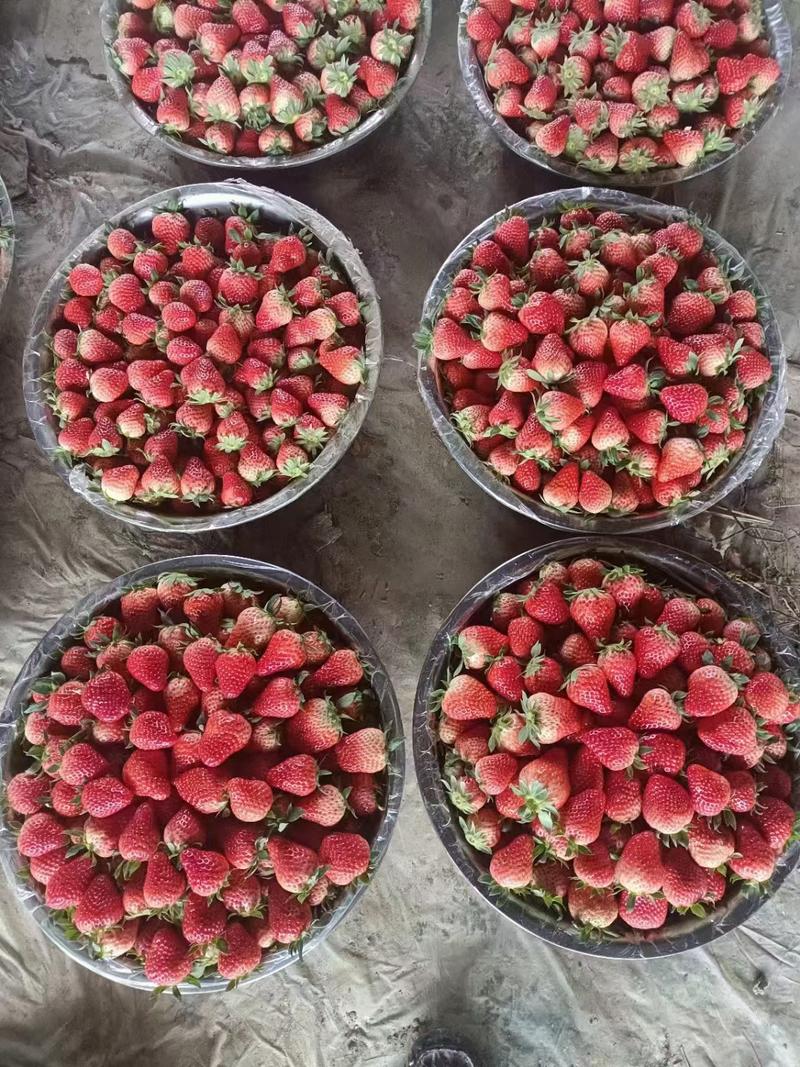 《四川草莓》红颜草莓巧克力草莓味道巴适价格便宜
