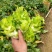 《四川儿菜》精品儿菜批发走市场商超批发基地现货