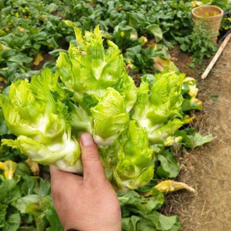 《四川儿菜》精品儿菜批发走市场商超批发基地现货
