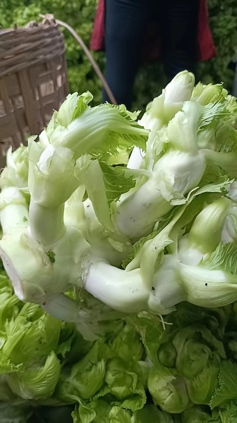《四川儿菜》精品儿菜批发走市场商超批发基地现货
