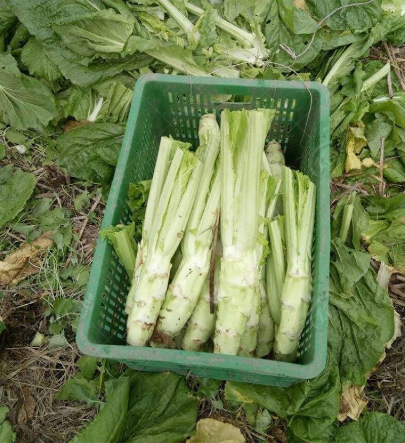 四川荠菜野菜棒棒菜现挖现卖随到随装一条龙服务