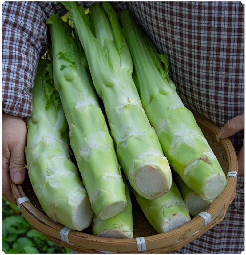 四川荠菜野菜棒棒菜现挖现卖随到随装一条龙服务