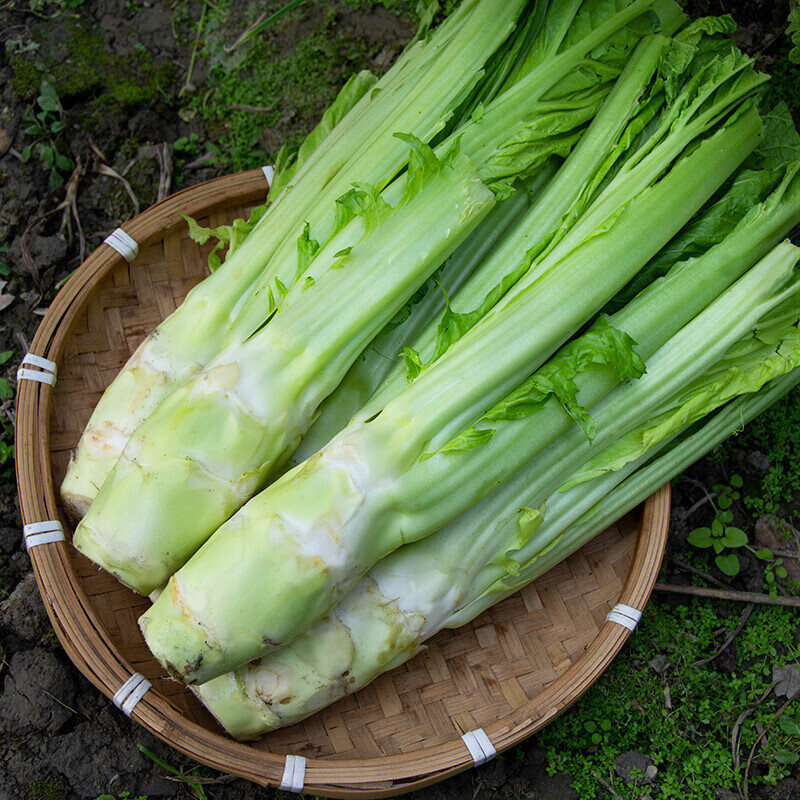 四川荠菜野菜棒棒菜现挖现卖随到随装一条龙服务