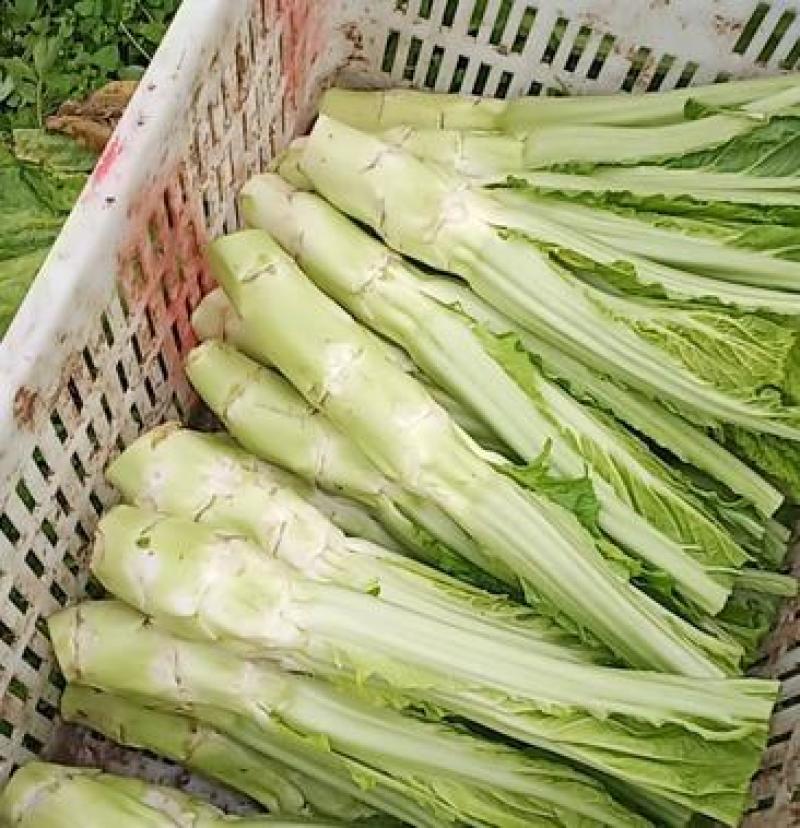 四川荠菜野菜棒棒菜现挖现卖随到随装一条龙服务