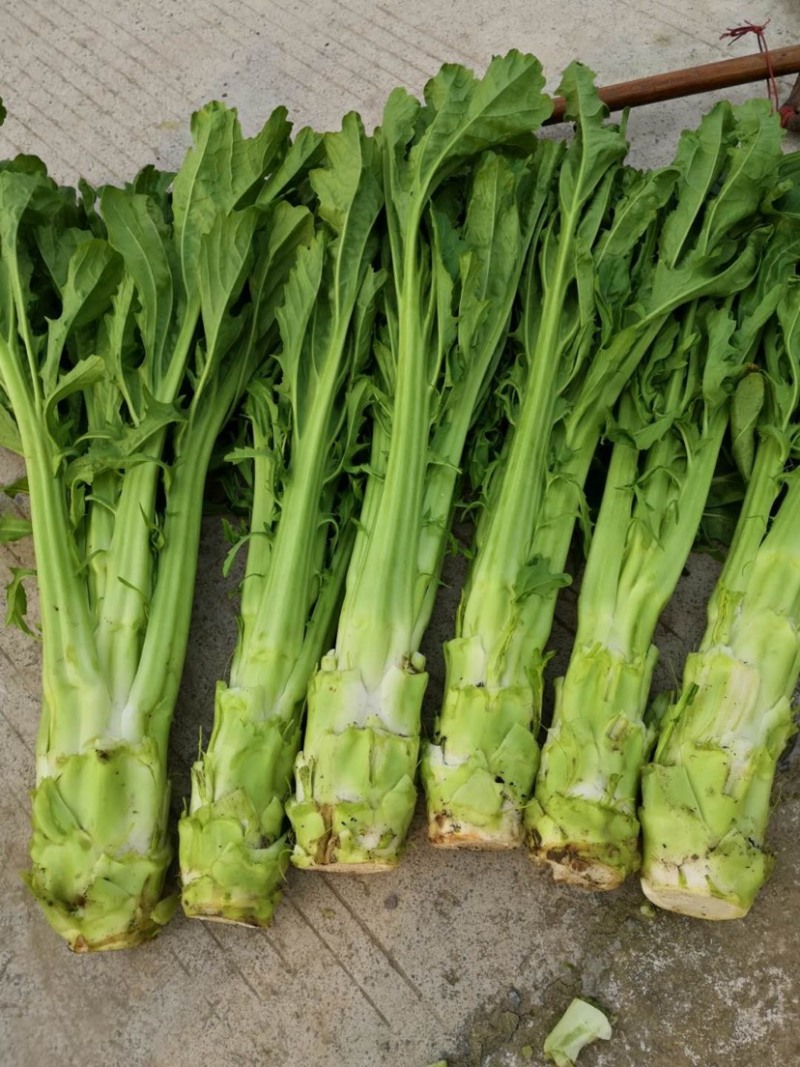 四川荠菜野菜棒棒菜现挖现卖随到随装一条龙服务