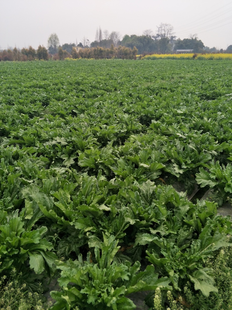 四川荠菜野菜棒棒菜现挖现卖随到随装一条龙服务