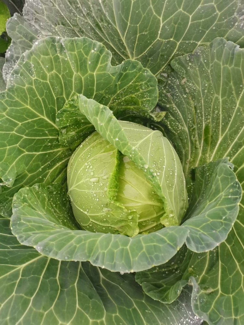 《莲花白》四川甘蓝扁包菜大量供应中现货随到随装