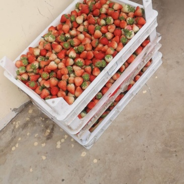 【推荐】长丰红颜草莓口感多汁产地直发货源充足品质保证