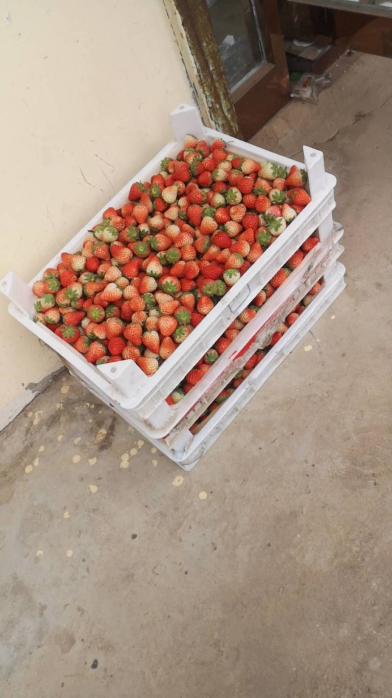 【推荐】长丰红颜草莓口感多汁产地直发货源充足品质保证