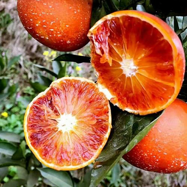 四川血橙塔罗科红橙产地直发支持电商社区团购市场批发