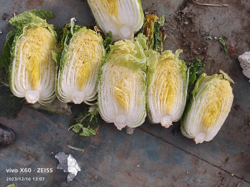 黄心白菜冷库保鲜精品大白菜