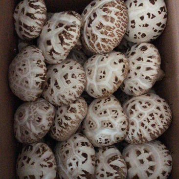 大花菇