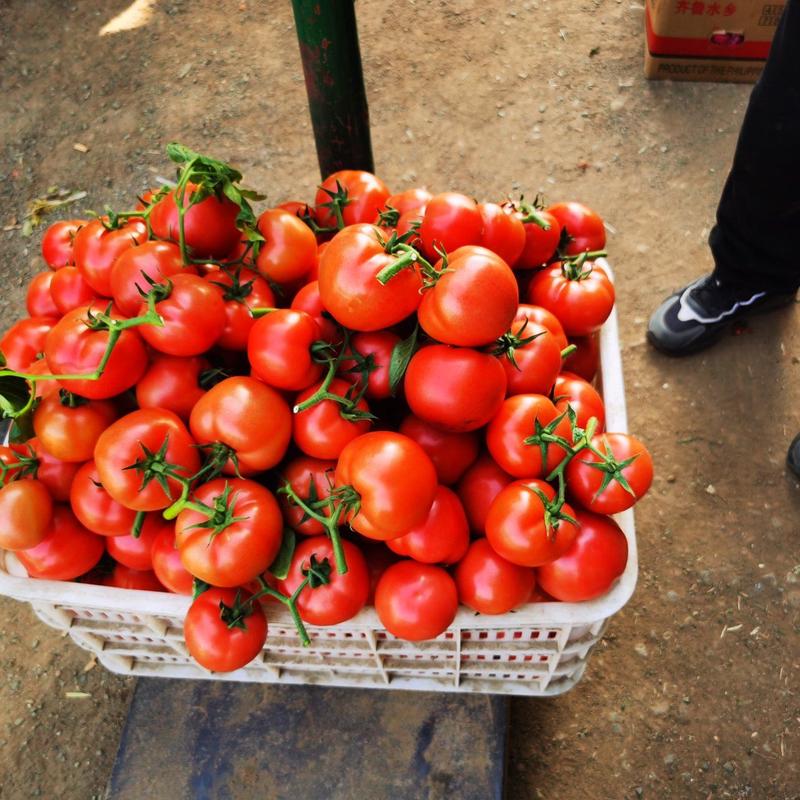山东兰陵，精品西红柿，大量现货，价格不高，产地直发，保质