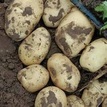 226土豆原种